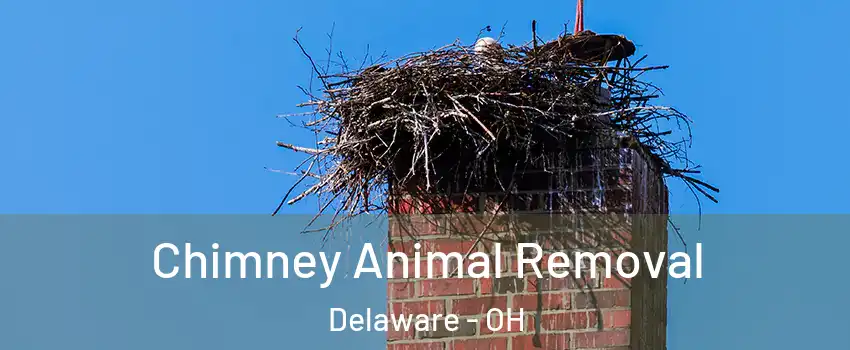  Chimney Animal Removal Delaware - OH