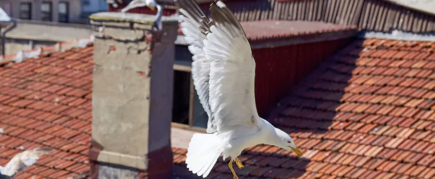Residential Chimney Animal Removal Solution in Delaware, OH